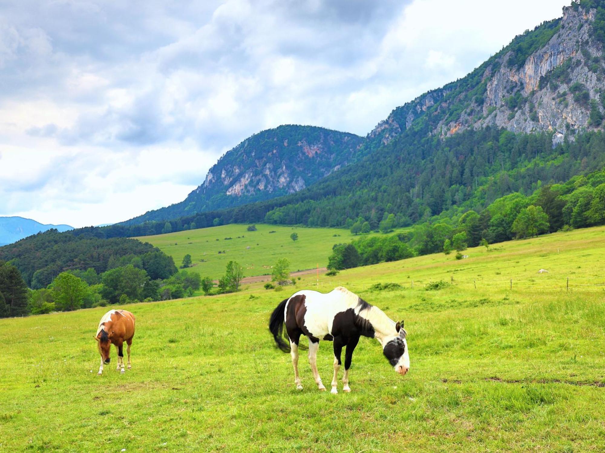 Glamping Hohe Wand - Zelt Mit Sternenfenster Und Whirlpool Hotel Maiersdorf Ngoại thất bức ảnh
